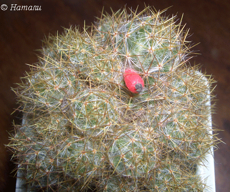 Плод кактуса - ягода