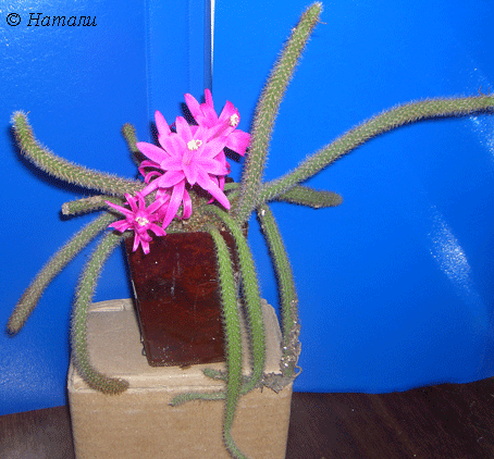 Цветущий Aporocactus flagelliformis