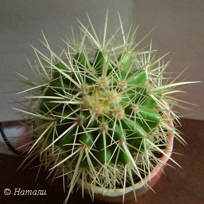 Одиночный шаровидный стебель Echinocactus grusonii f.alba