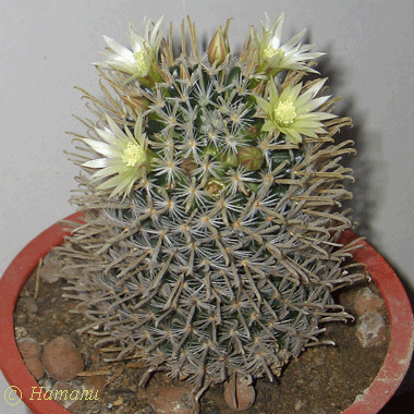 Цветущий Mammillaria duwei